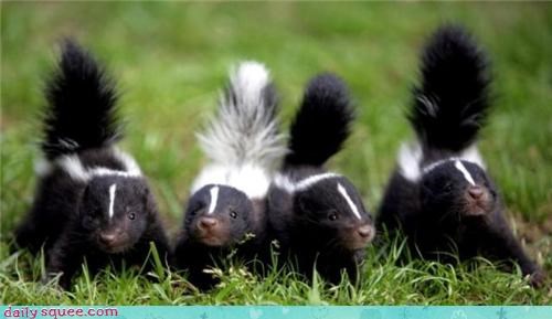 Squee Stinkers