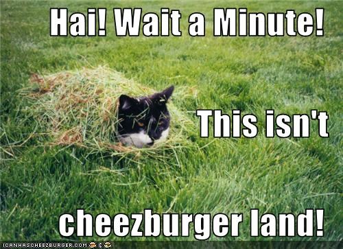Hai! Wait a Minute! This isn't cheezburger land!