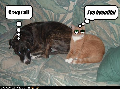 cat and dog