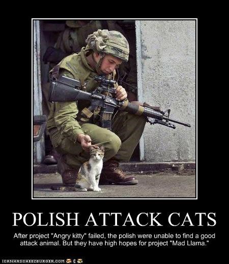 POLISH ATTACK CATS