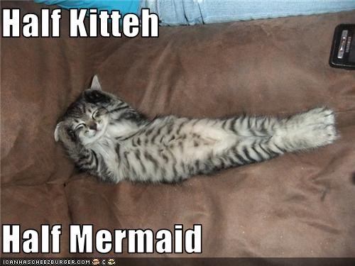 Half Kitteh   Half Mermaid