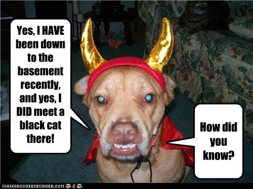Yes, I HAVE been down to the basement recently, and yes, I DID meet a black cat there!