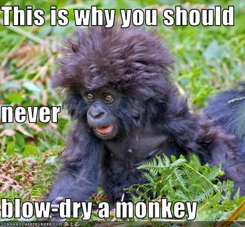 This is why you should never blow-dry a monkey