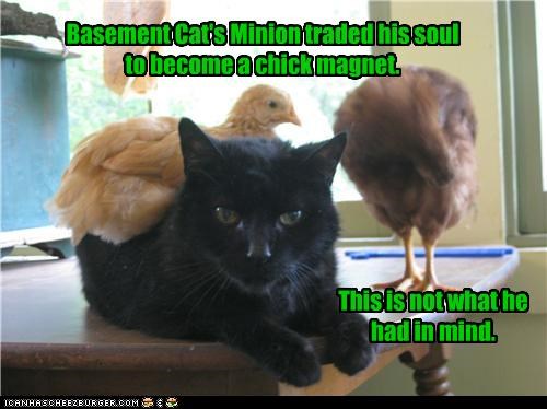 Basement Cat's Minion traded his soul to become a chick magnet.