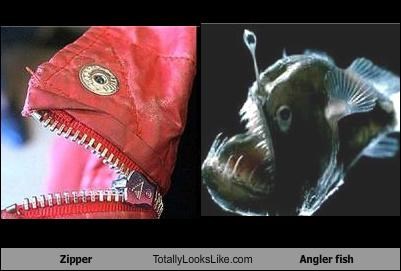 Zipper Totally Looks Like Angler fish