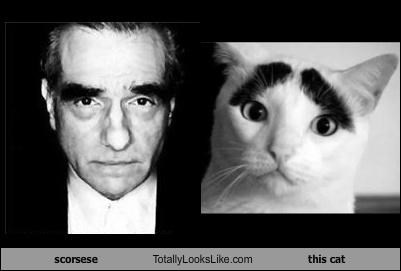 scorsese Totally Looks Like this cat