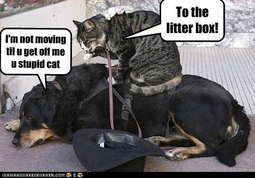 To the litter box!