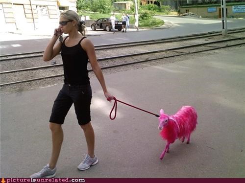 Just Taking My WTF For A Walk
