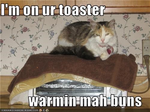 I'm on ur toaster  warmin mah buns