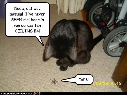Dude, dat waz awsum!  I've never SEEN mai hoomin run across teh CEILING B4!