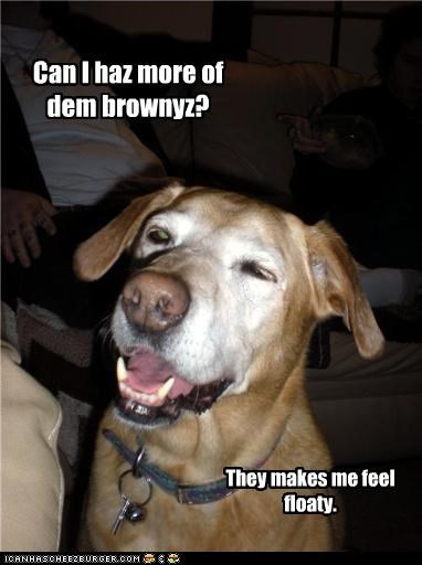 Can I haz more of dem brownyz?