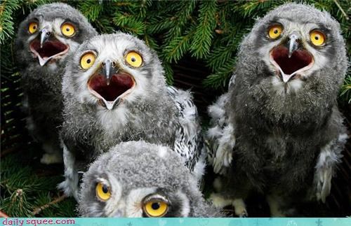 World Famous Owl Chick Quartet