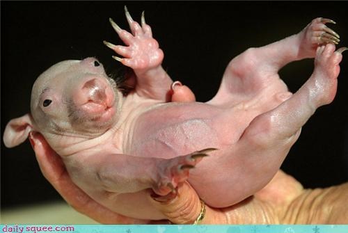 Baby Wombat?