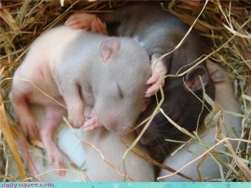 A Nest of Sleek Squee