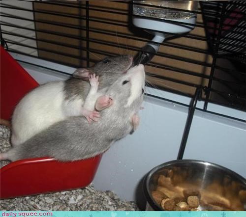 Sharing is Caring