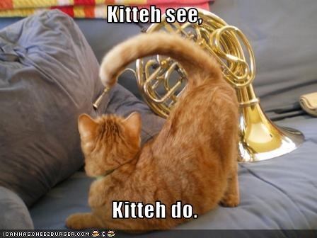 Kitteh see,  Kitteh do.