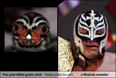 This pied-billed grebe chick Totally Looks Like a Mexican wrestler