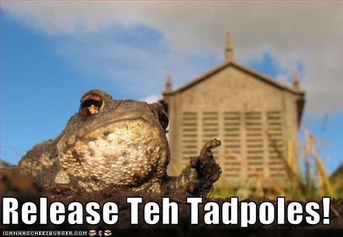 Release Teh Tadpoles!