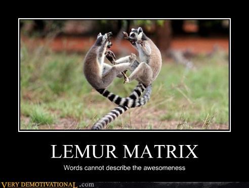 LEMUR MATRIX