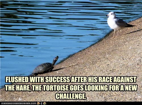 FLUSHED WITH SUCCESS AFTER HIS RACE AGAINST THE HARE, THE TORTOISE GOES LOOKING FOR A NEW CHALLENGE.