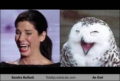 Sandra Bullock Totally Looks Like An Owl