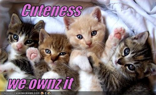 Cuteness    we ownz it
