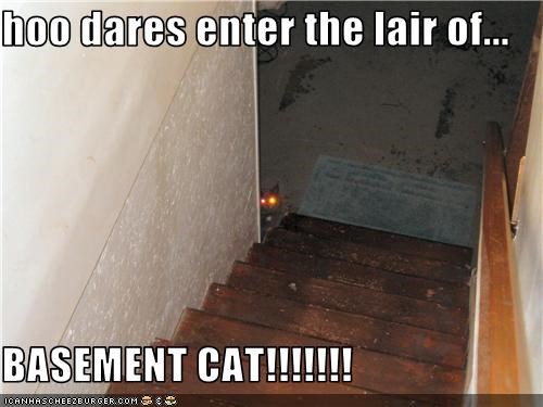 hoo dares enter the lair of...  BASEMENT CAT!!!!!!!