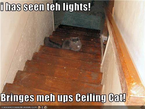 i has seen teh lights!  Bringes meh ups Ceiling Cat!