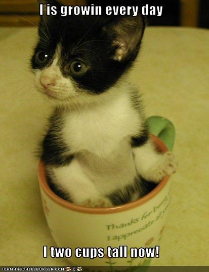I is growin every day  I two cups tall now!