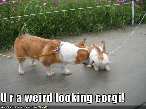 U r a weird looking corgi!