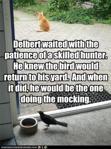 Delbert waited with the patience of a skilled hunter.  He knew the bird would return to his yard.  And when it did, he would be the one doing the mocking.