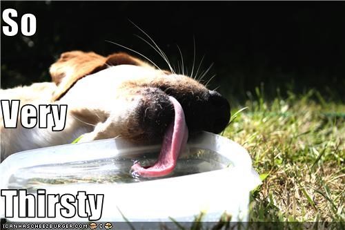 I Has A Hotdog: Stay Hydrated! 