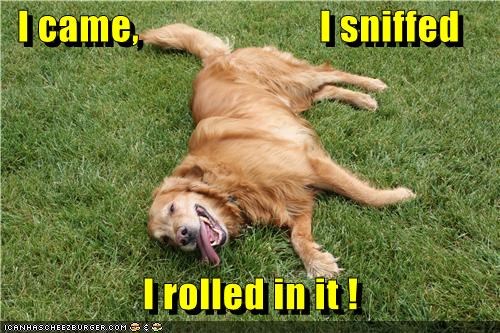 I came,                       I sniffed                    I rolled in it !