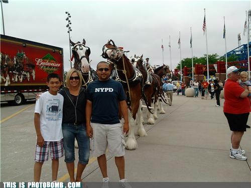 Budweiser Clydesdale Getting The Tremens!