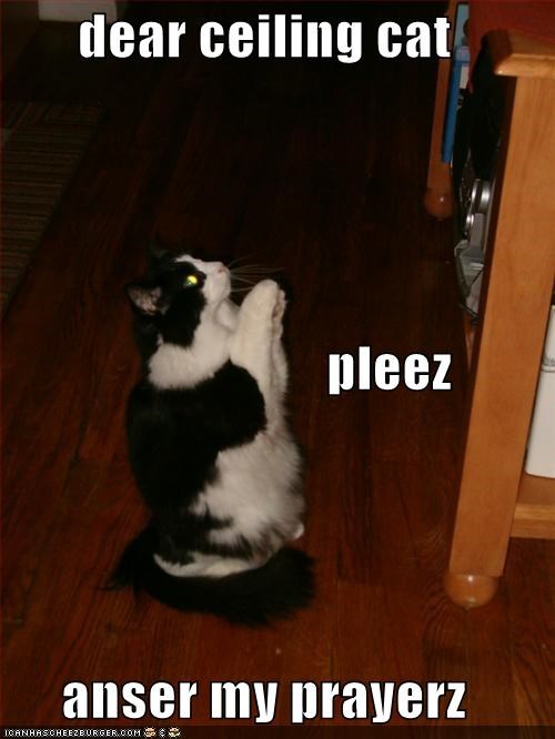 dear ceiling cat                        pleez anser my prayerz