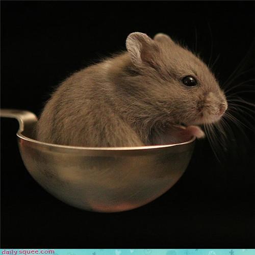 Just One Teaspoon of Mouse Left