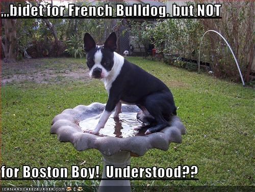 ,,,bidet for French Bulldog, but NOT  for Boston Boy!  Understood??