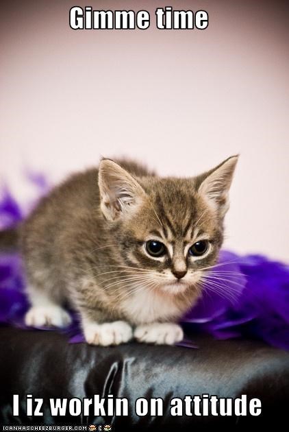 Gimme time  I iz workin on attitude