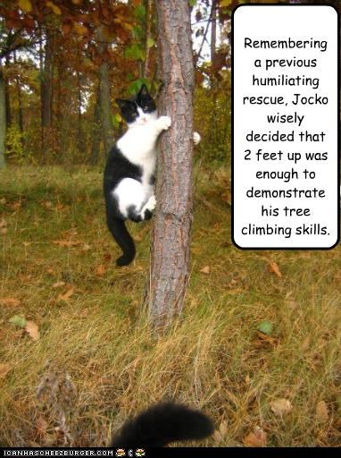 Remembering a previous humiliating rescue, Jocko wisely decided that 2 feet up was enough to demonstrate his tree climbing skills.