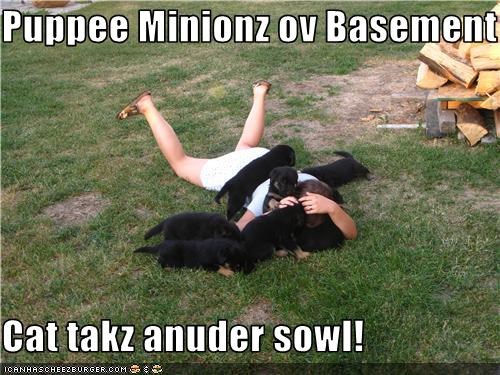 Puppee Minionz ov Basement  Cat takz anuder sowl!