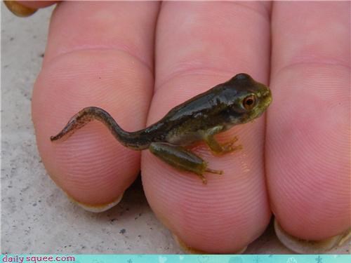 Almost a Real Frog
