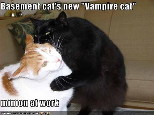 Basement cat's new "Vampire cat"  minion at work