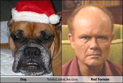 Dog Totally Looks Like Red Forman
