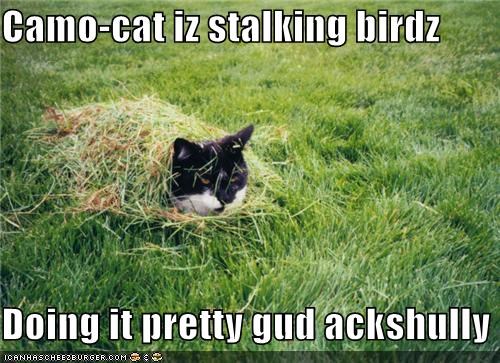 Camo-cat iz stalking birdz  Doing it pretty gud ackshully