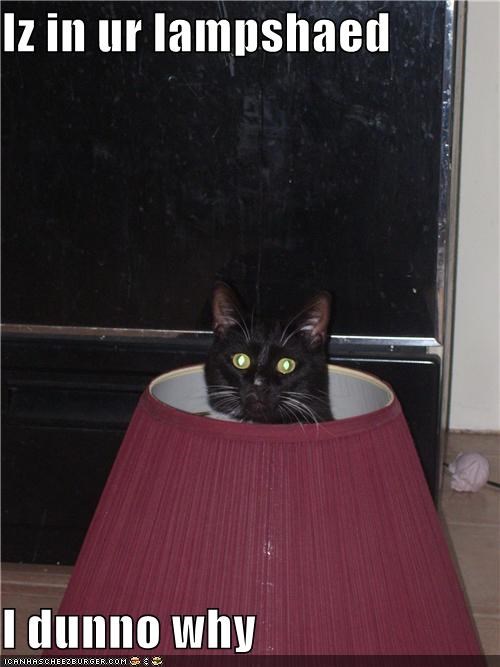 Iz in ur lampshaed  I dunno why