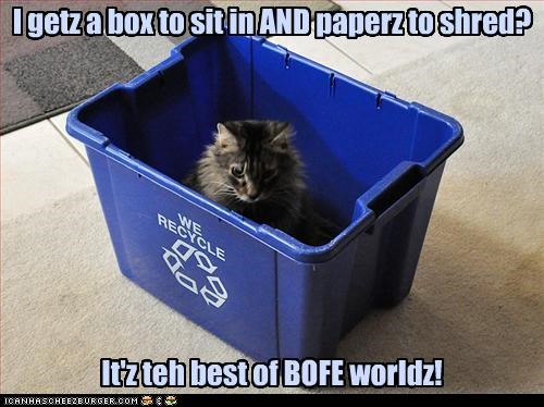 I getz a box to sit in AND paperz to shred? It'z teh best of BOFE worldz!