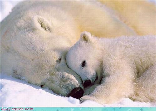 Snuggle Harder, Bears!