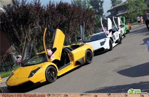 Hey Guys, I Think We Need More Lamborghinis