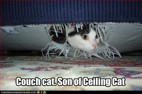 Couch cat. Son of Ceiling Cat