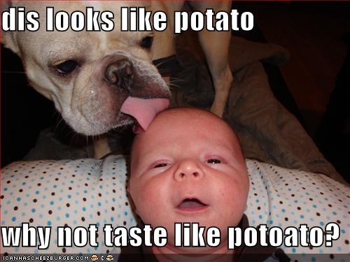 dis looks like potato  why not taste like potoato?